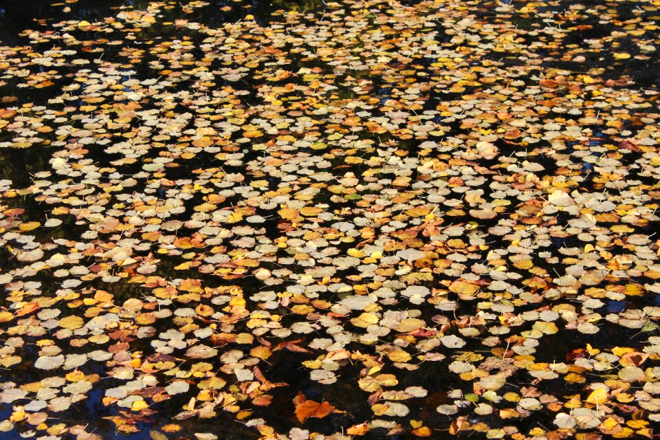 Yellow seasons of the year nature