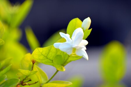 Motia fragrant flower white