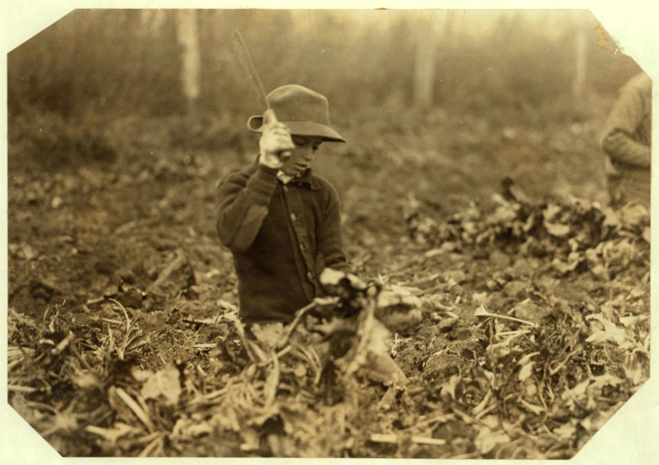 12 year old Lahnert boy, near Ft. Collins, Colo., topping beets. The father, mother, and two boys (9 and 12 yrs.) expect to make $700 in about 2 months time in the beet work. 'The boys can LOC nclc.00361