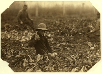 12 year old Lahnert boy, near Ft. Collins, Colo., topping beets. The father, mother, and two boys (9 and 12 yrs.) expect to make $700 in about 2 months time in the beet work. 'The boys can LOC nclc.05585