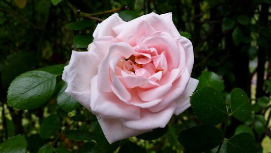 Rose bloom flower pink rose photo