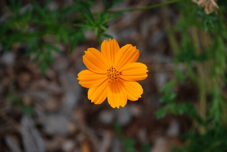 Yellow spring green