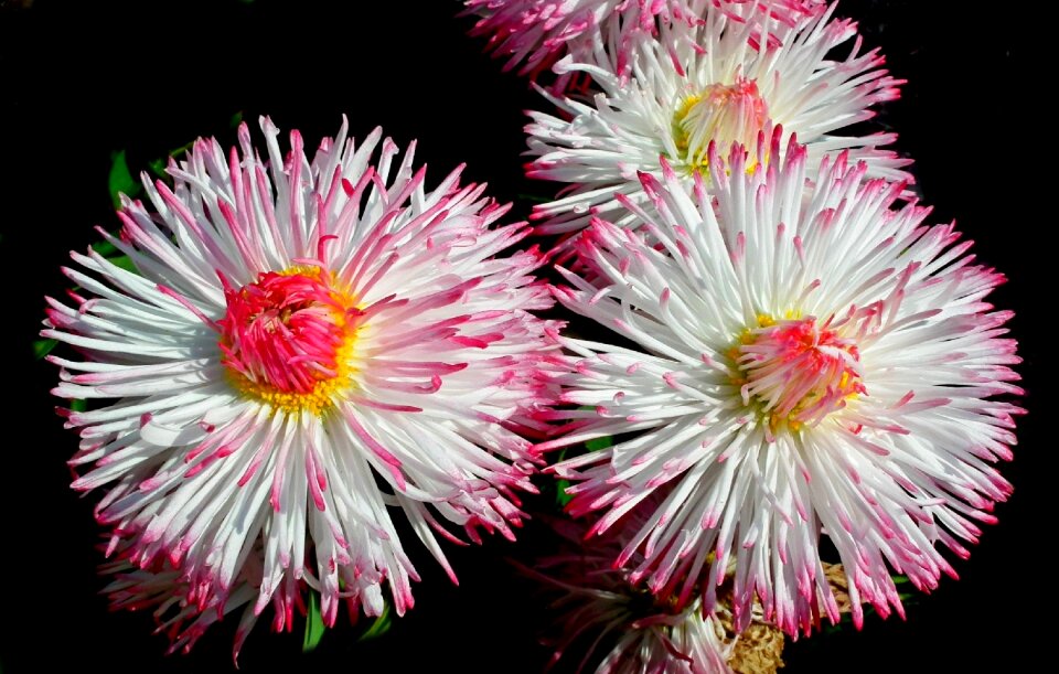 Plant beautiful color