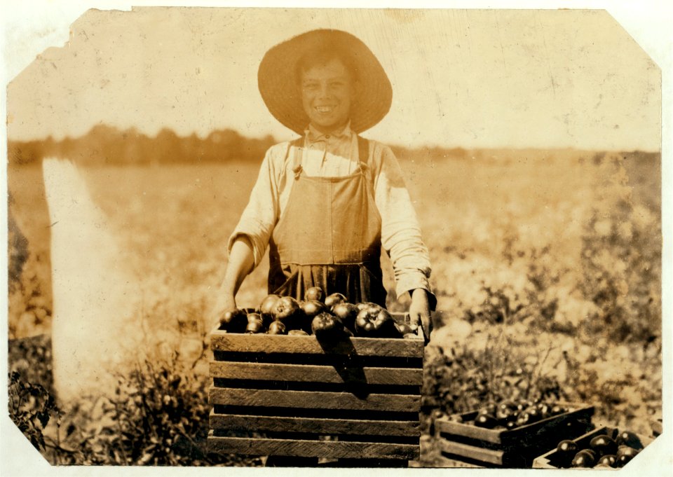 12-year old boy carrying heavy crate of tomatoes on farm of W.T. Hill. He has been earning $1.25 a day steady all Summer. LOC nclc.00582