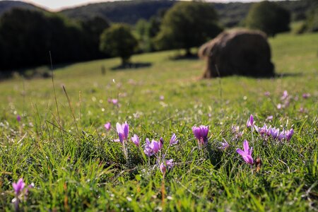 Autumn crocus fall flowers pink flower photo