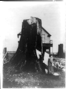 12000 feet lumber in a stationary clothes reel in Washington. LCCN2002706972