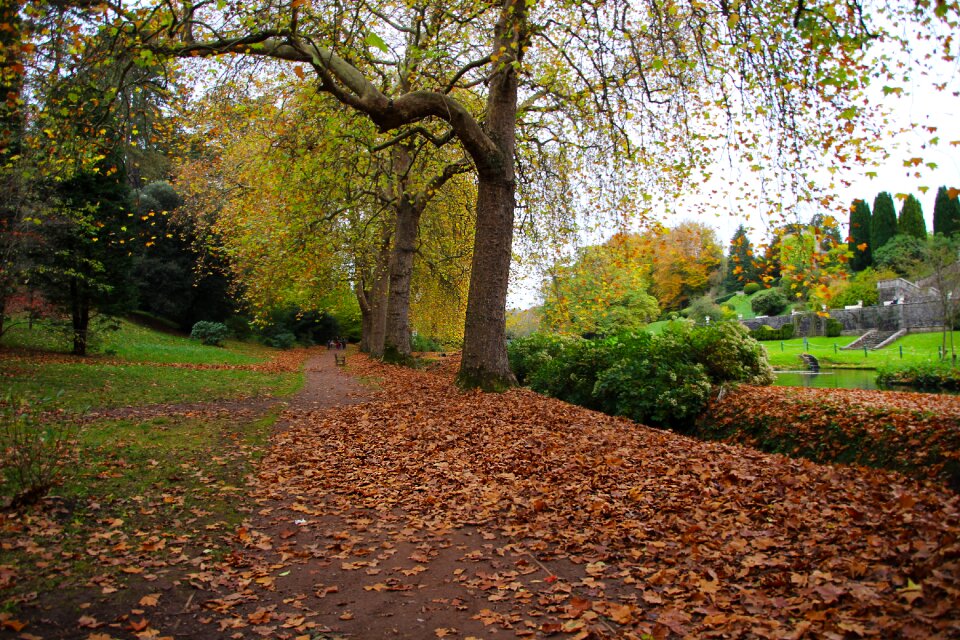 Nature leaf season