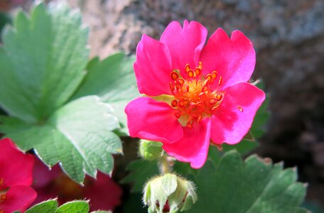 Strawberry stamen garden