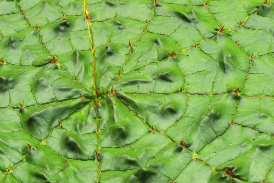 Growth background lotus