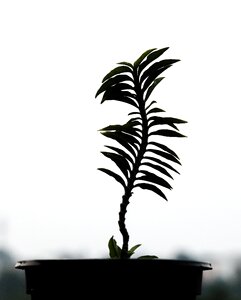 Palm leaf flora photo