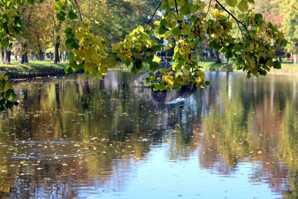 Tree foliage nature