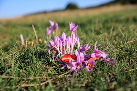 Autumn crocus fall flowers pink flower photo