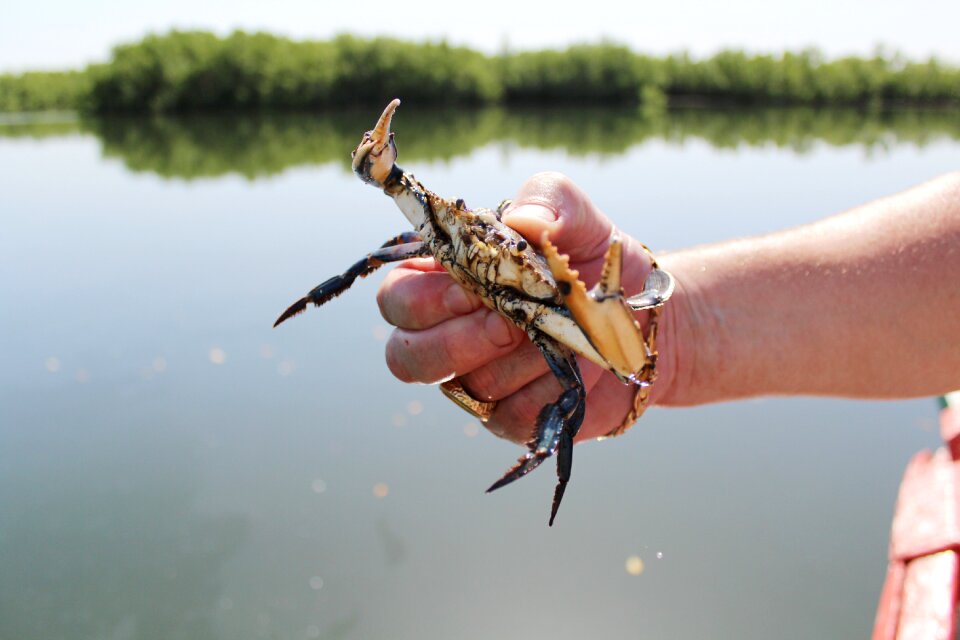 Shellfish seafood freshwater