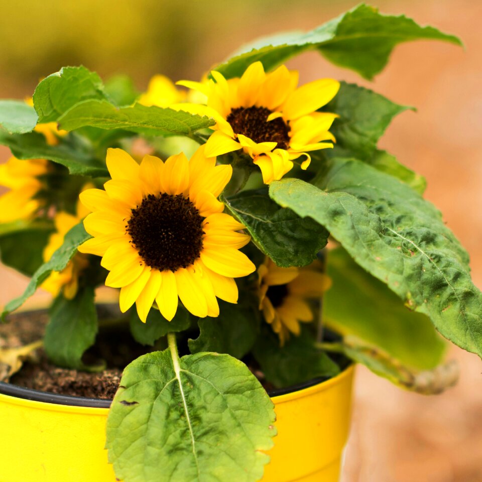 Summer flower nature