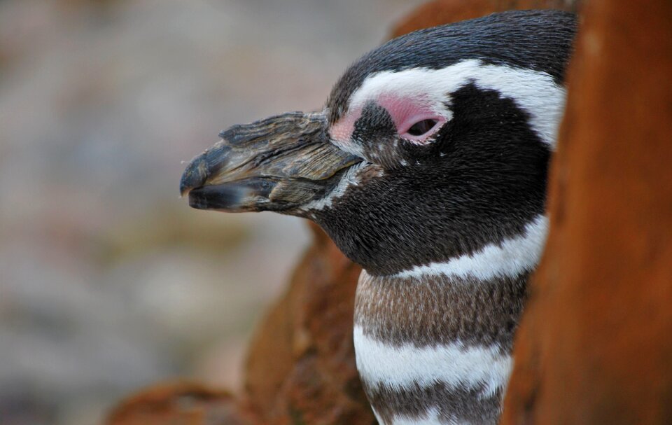 Animal outdoors cute