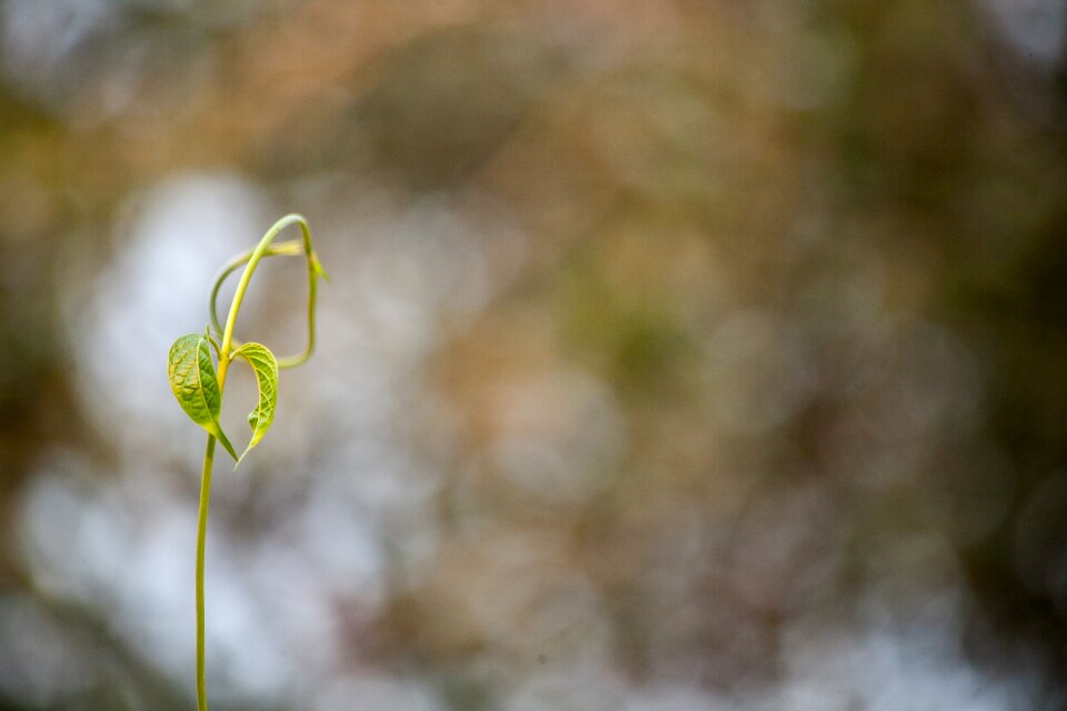 Flower growth leaf