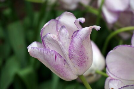 Tulip purple keukenhof