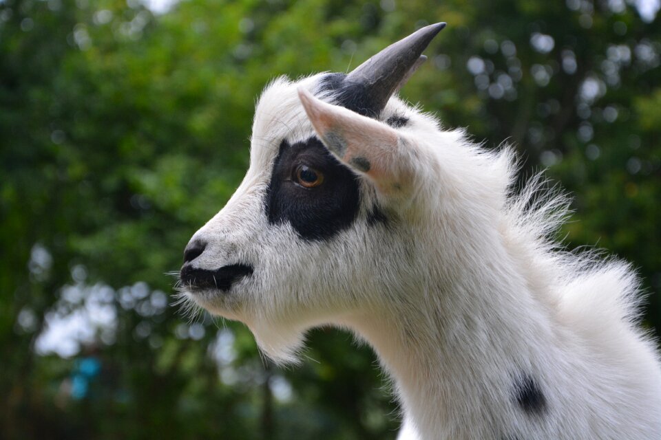 Nature animals domestic animal