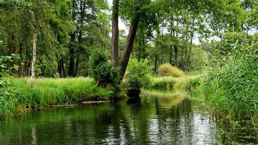 Trees spree landscape photo