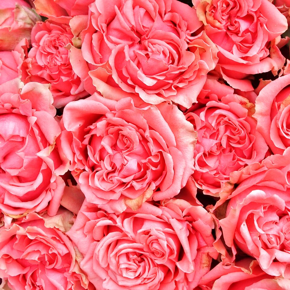 Flowers flower pink rose