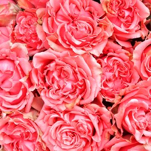 Flowers flower pink rose