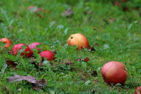 Red apple fall harvest