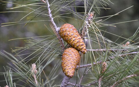 Tree sewing needle plant
