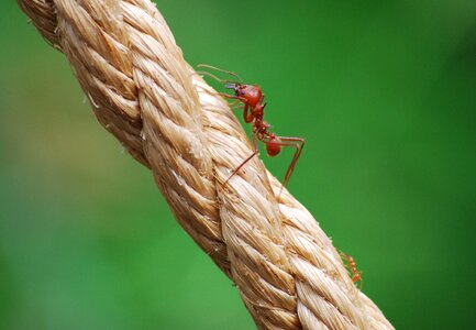 Ants david and goliath small photo