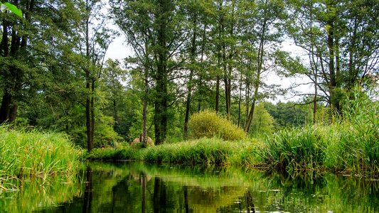 Trees spree landscape photo