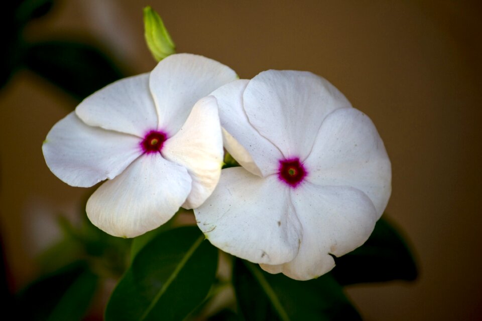 Plant flowers spring