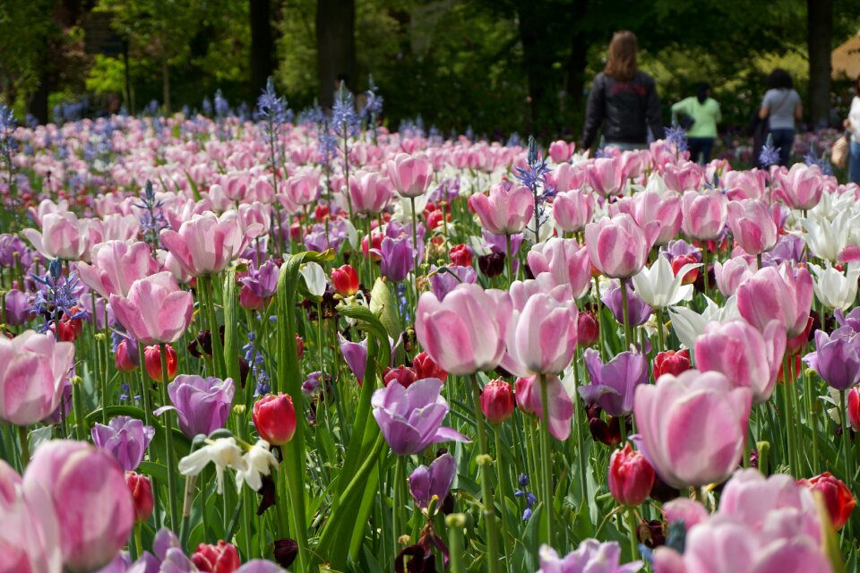 Tulips rose keukenhof