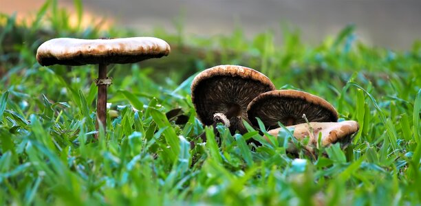 Fungus food wild