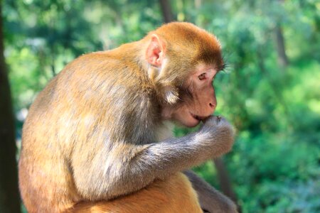 Monkey qiangling shan park the scenery
