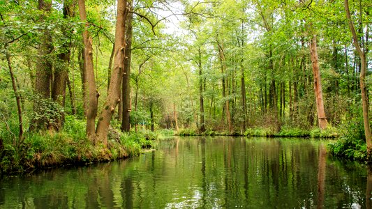 Trees spree landscape photo