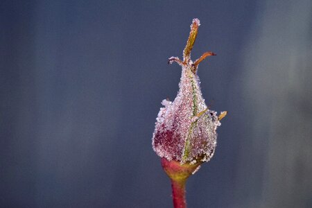 Bud rosebud frozen photo