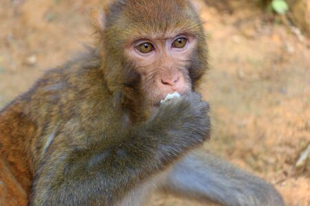 Monkey qiangling shan park the scenery