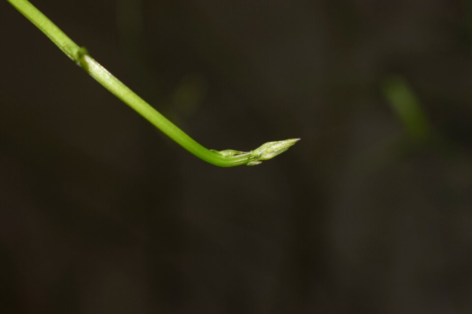 Bud plant close