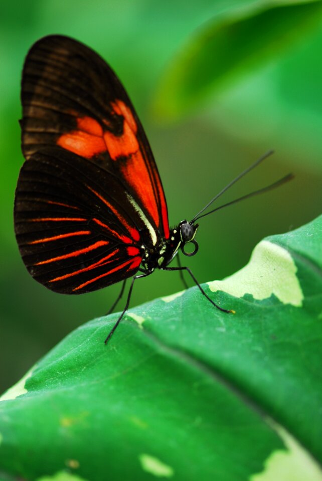 Wing leaf probe