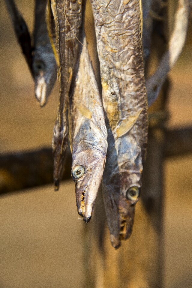 Hanging wildlife fish