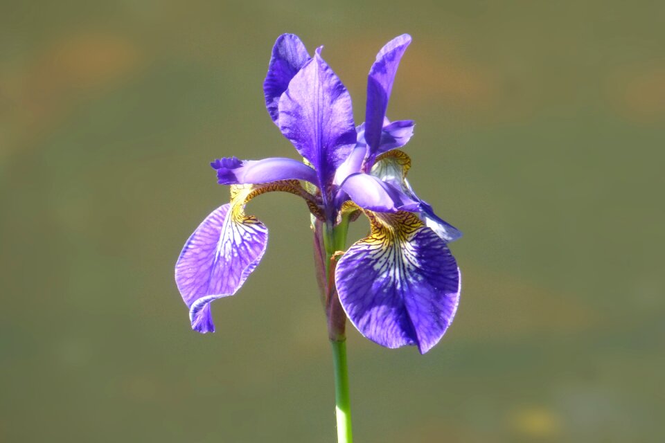 Nature plant iris