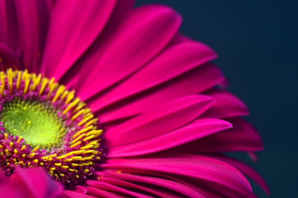 Bloom close up pollen