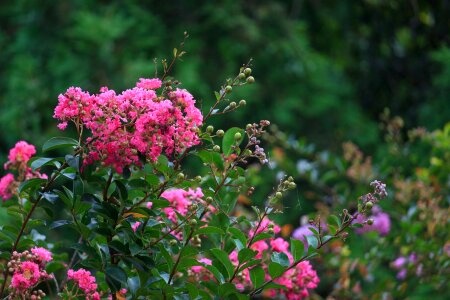 Qiangling shan park the scenery flower
