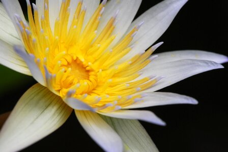 Nature garden water lily photo
