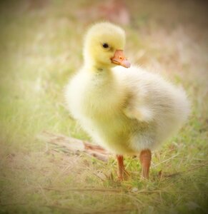 Nature animal fluffy