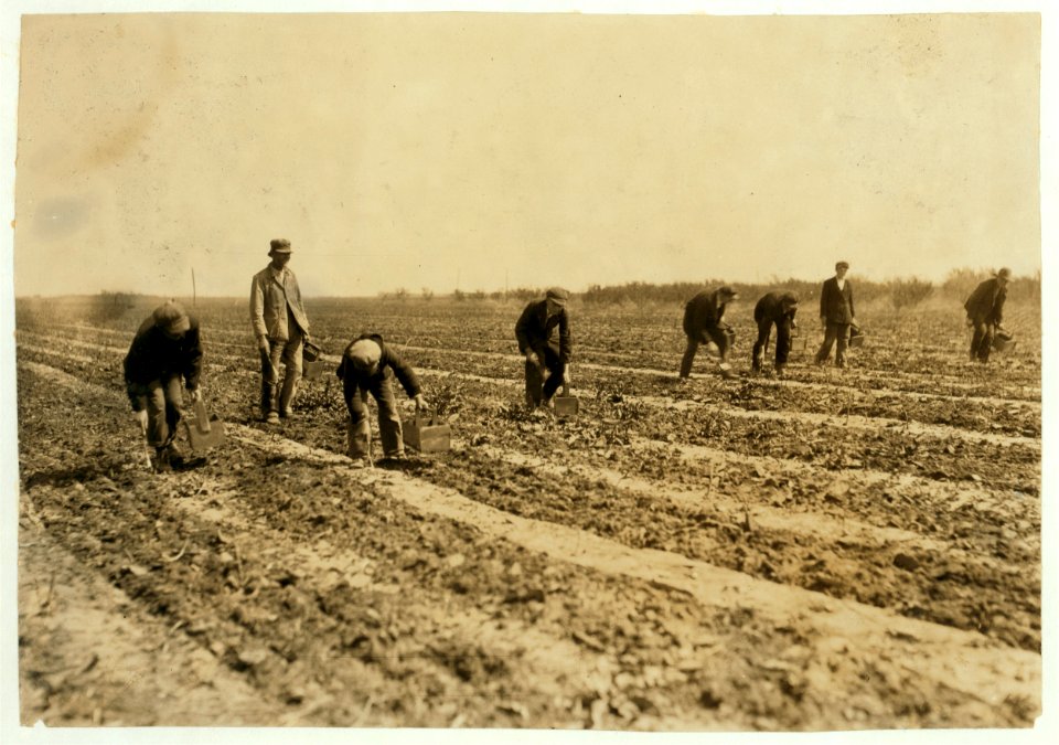 13 and 14-year old boys (the youngest) cutting asparagus on farm near Lawton. LOC nclc.00675