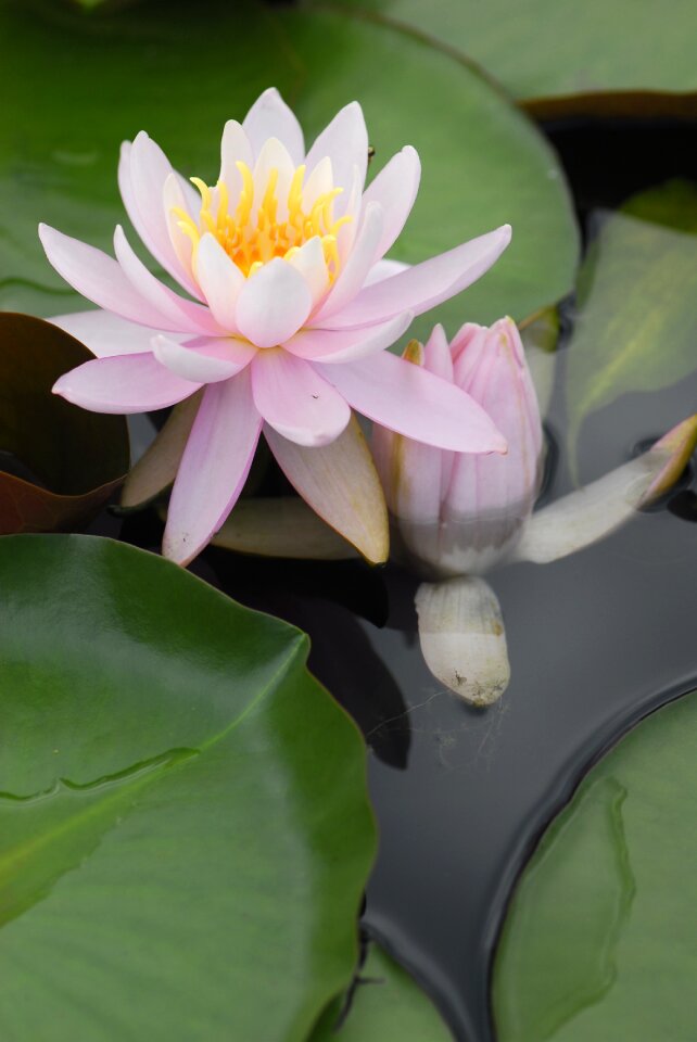 Nature garden water lily