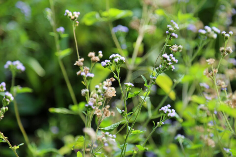 The wild nature plant