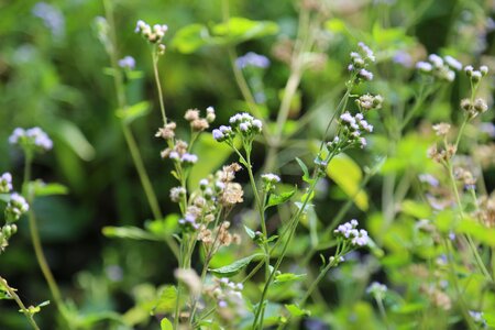The wild nature plant