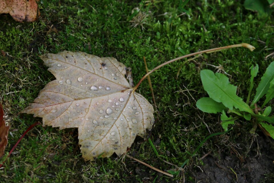 Dead leaf autumn leaf sheet wet