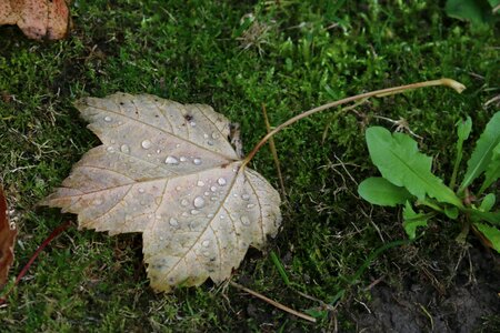 Dead leaf autumn leaf sheet wet
